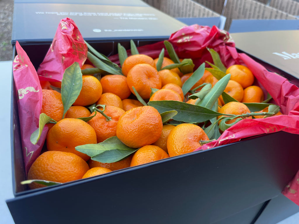 Kishu Gift Box